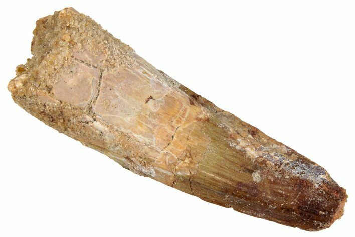 Fossil Spinosaurus Tooth - Real Dinosaur Tooth #273787